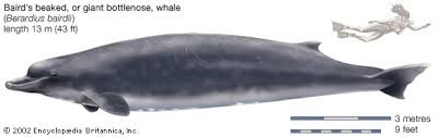 Baird's beaked whale ( berardius bairdii ) may refer to the following downloads: Baird S Beaked Or Giant Bottlenose Whale Students Britannica Kids Homework Help