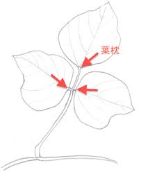 親愛なる そのへんの植物 12 クズの葉の運動 自然観察大学ブログ