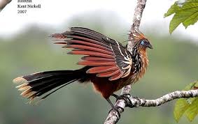 Weird Bird From Finding Dory Hoatzin The Stinker Scary Birds Weird Birds Rare Animals