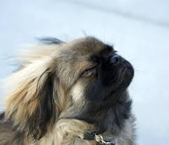 Yogi Enjoying The Nice Breeze He S A Pekingese For Anyone Wondering Spaniel Breeds Pekingese Pekingese Dogs