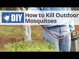 The common mosquitoes in north america aren't generally dangerous, only very obnoxious because of their bites. How To Get Rid Of Kill Mosquitoes In The Yard Outdoor Mosquito Control Youtube