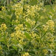 Image result for Cestrum × cultum