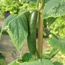Pin On Jardin Legumes