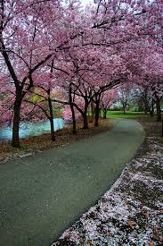 Pin On Trees Majestic Magical