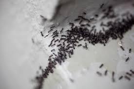 Here we've listed the best methods for getting rid of ants indoors and outdoors recommended by if ants have infested your garden, your main task is to find the source of the danger, i.e. How To Get Rid Of Ants 14 Non Toxic Ways To Deal With Ants In The House Kitchen And Garden