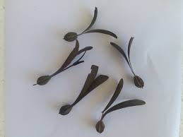 Image result for Gyrocarpus