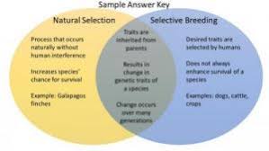 Other biointeractive resources natural and artificial selection a complete answer for this question should include the idea that natural selection acts on traits, which results in the. Natural Selection And Selective Breeding Texas Gateway