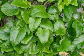 Image result for Basellaceae