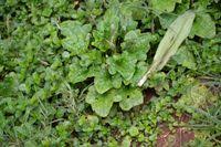 Image result for Plantago palmata
