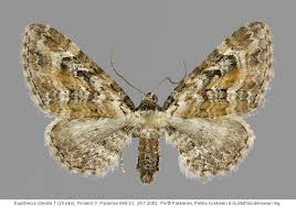 Image result for Eupithecia icterata