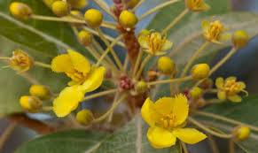 Image result for Acridocarpus natalitius