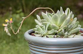 In this article, we will probe on how succulents are classified and how we could properly identify them with the use of basic indicators. Succulent Identification Gardening Landscaping Stack Exchange