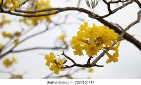 Image result for Handroanthus chrysotrichus
