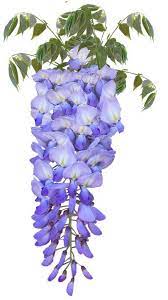 Image Result For Blue Wisteria Flowers