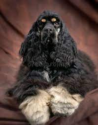 During this lifetime they may be susceptible to certain eye problems so it's best to understand what can go wrong and what you can do to ensure your cocker has healthy eyes. 1 450 Curly Spaniel Photos Free Royalty Free Stock Photos From Dreamstime