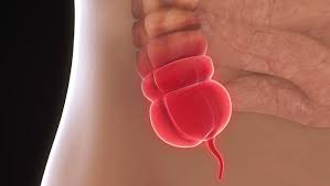 De blindedarm (appendix) is het wormvormige uw kind heeft geen eetlust en voelt zich misselijk. Appendix Blijkt Toch Belangrijker Dan Gedacht Wetenschap Planeet Hln Be