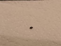 Diese käfer können zu einem echten problem werden. Kafer Im Bett Gefunden Schadlingsbekampfung Kaferart Ungezieferbekampfung