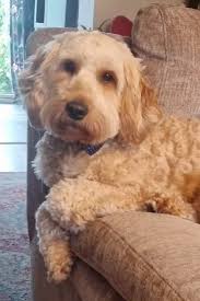 UPDATE- wandered off #foundringneckdove Wyndham Vale  https://www.facebook.com/share/p/uFJV8rd5t2XM74sJ/?mibextid=oFDknk