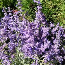 Image result for Perovskia atriplicifolia lacey blue photo