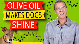 Meanwhile in a food processor to work the sugar with the butter at room temperature. Can Dogs Eat Olive Oil Should You Mix Oil And Dog S Diet Barking Royalty
