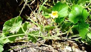 Image result for Kedrostis leloja