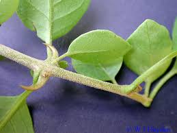 Image result for Pisonia aculeata