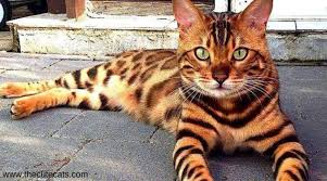 Sometimes pedigreed cats end up at the shelter after losing their home to an owner's death, divorce or change in economic situation. Bengal Cat Hypoallergenic For Sale Guide At Cats Www Addlab Aalto Fi