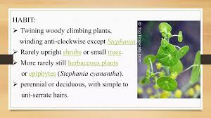 Image result for Stephania cyanantha