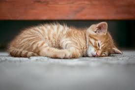 Check poison symptoms, diagnosis & treatments. How Long To Keep Cat Confined After Spay The Kitty Expert