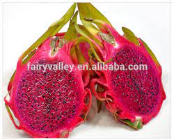 We did not find results for: High Quality Organic Heirloom Dragon Fruit Tree Seeds Cactus Pitaya Pitahaya Seeds White Red Hylocereus Undatus For Sale Buy Dragon Fruit Seeds Dragon Fruit Tree Seeds Dragonfruit Seeds Product On Alibaba Com