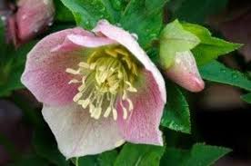 Not only is bare soil unappealing, but foliage and flowers can make a harmonious background to our other plants and work with them to enhance the overall value of our plantings. Hellebore Ground Cover Plants Plants Small Evergreen Shrubs