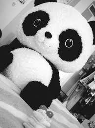 Pin Von Chiara Greco Auf Supercute Panda Bilder Kuscheltier Panda