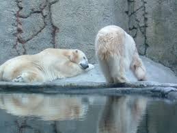 Save The Polar Bears Stop Polluting The Environment And Stop Global Warming Polar Bear Save The Polar Bears Bear