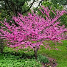 See more ideas about redbud tree, eastern redbud, plants. How To Grow Redbud Trees Watters Garden Center