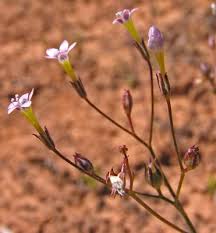 Image result for Gilgiochloa indurata