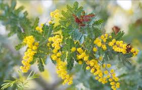 Image result for Acacia afra