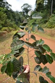 Image result for Coula edulis