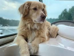 However, since mixed breed personalities are more difficult to predict. Duck Toller And Golden Retriever Mix Dog On A Boat Stock Photo Picture And Royalty Free Image Image 150001025