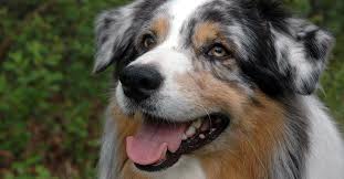 Not only are they agile working dogs, but they are once a herding canine, the australian shepherd, simply called aussies or aussie shepherds, has. Fur Wen Eignet Sich Ein Australian Shepherd Hunde Plus