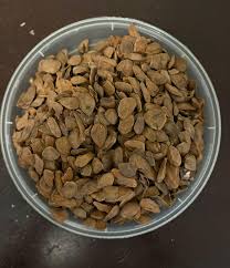 Image result for Hunteria umbellata