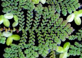Image result for Azolla pinnata