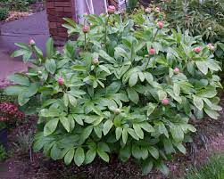 Peonies even relish cold winters, because they need chilling for bud formation. Types Of Peonies By Adelman Peony Gardens