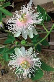 We did not find results for: It Looks Like A Tropical But It S Hardy As Heck Finegardening