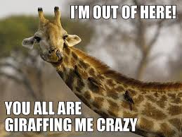 Pin By Patsy Hamrick On Things I Love Funny Giraffe Pictures Giraffe Pictures Animal Puns Funny