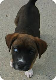 Middletown Ri Catahoula Leopard Dog American Bulldog Mix Violet Is A Stunning Puppy With A Rich B Catahoula Leopard Dog Catahoula Leopard Dog Mix Catahoula