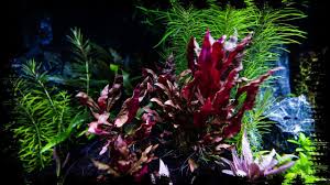 Reineckii has been a perfect decoration used in natural tanks. Aquarium Plants Alternanthera Reineckii Mini Youtube