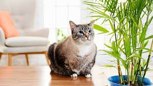 9 Air Purifying Plants Safe For Dogs
