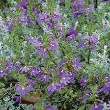 Image result for Scaevola