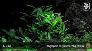 Image result for Hygrophila cataractae