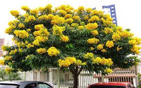 Image result for Cassia thyrsoidea